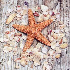 Artikelbild für Servietten Seashells on Weathered Wood im Baltic Kölln Onlineshop